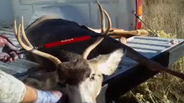 In position placed between antlers